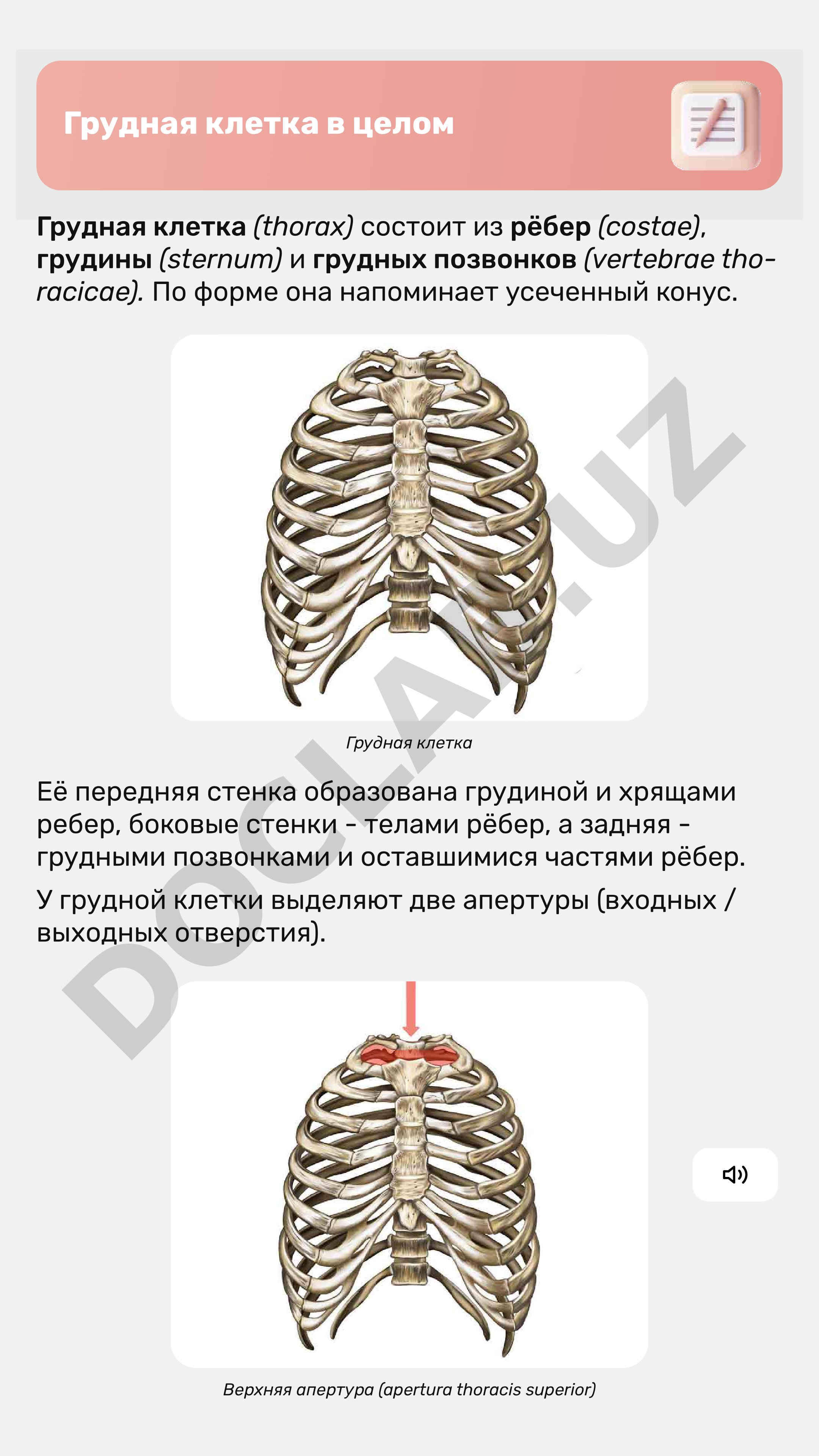 Грудная клетка в целом