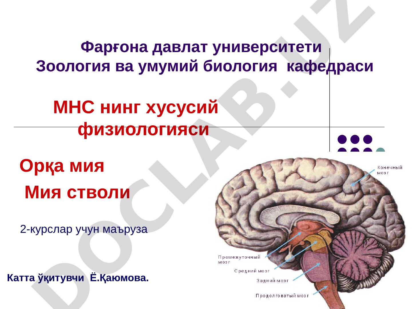 МНС нинг хусусий физиологияси Орқа мия Мия стволи