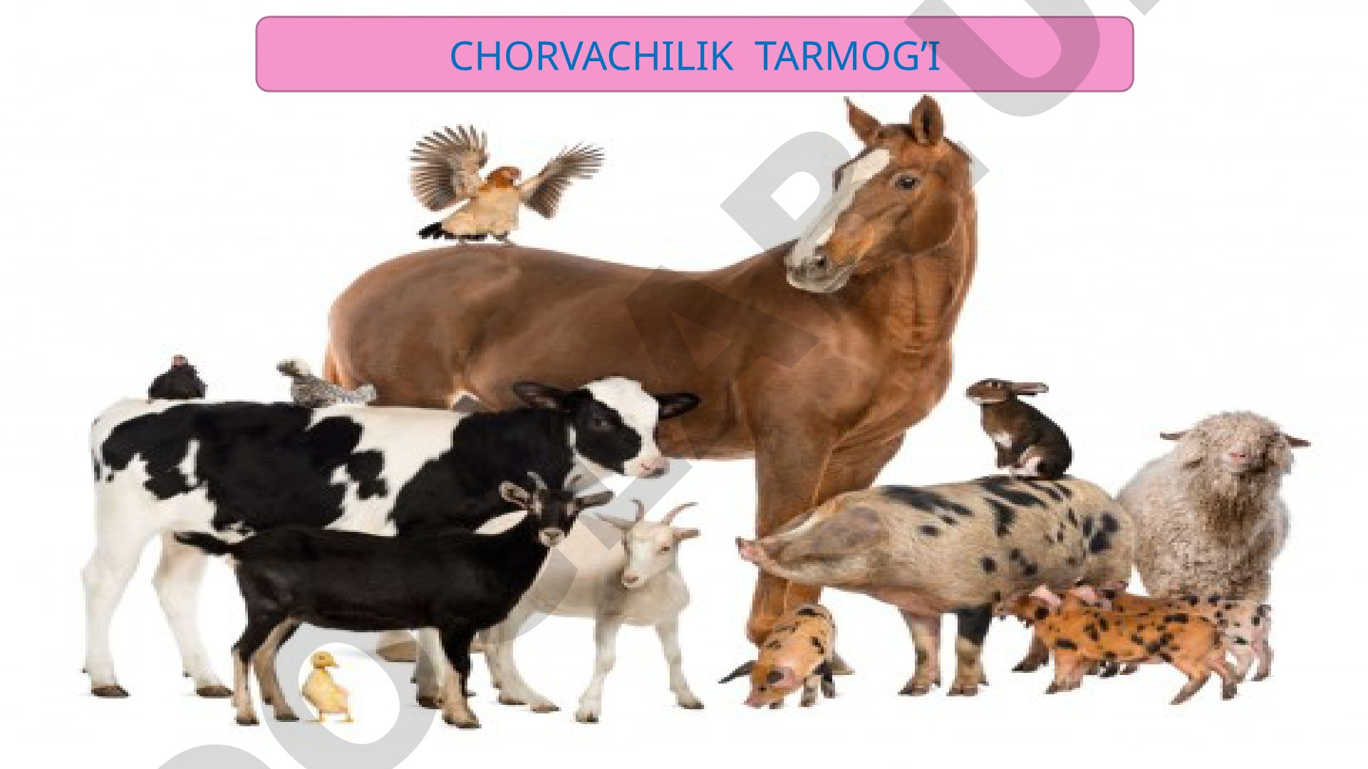 Chorvachilik tarmog’i topshiriqlar
