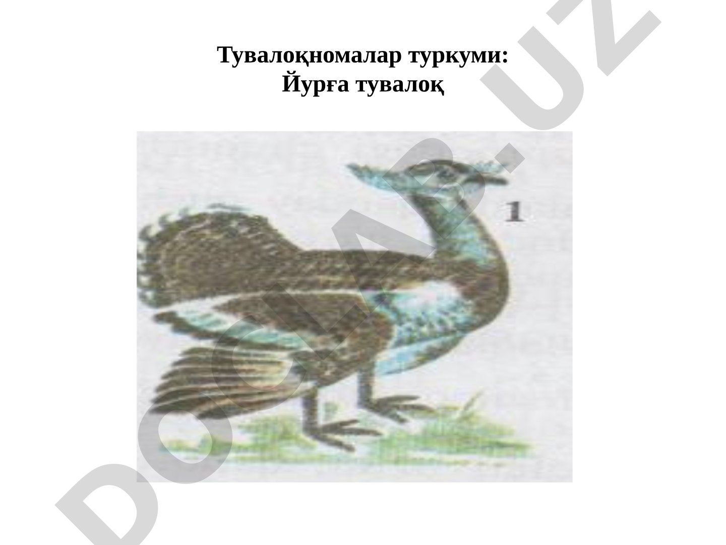 Қушлар туркумлари бўйича турлар рўйхати