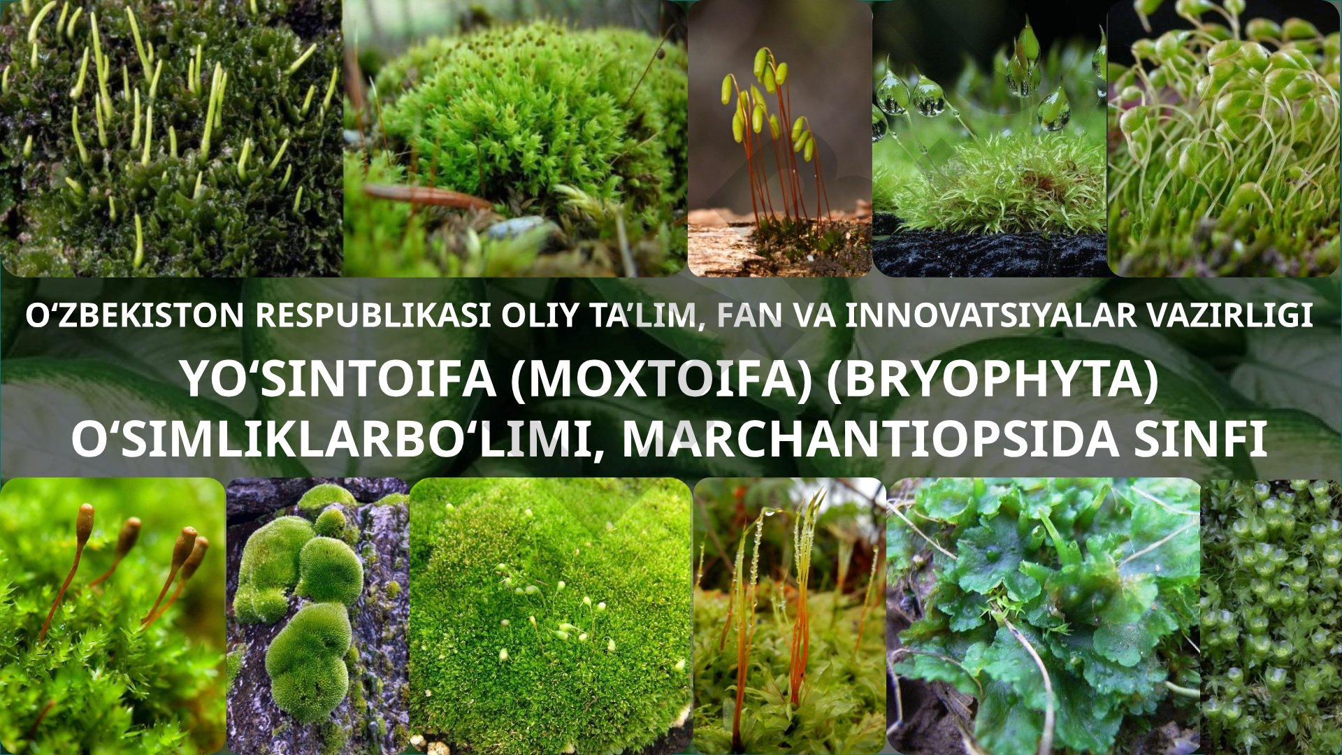 Yo‘sintoifa (moxtoifa) (Bryophyta) o‘simliklar bo‘limi, Marchantiopsida sinfi