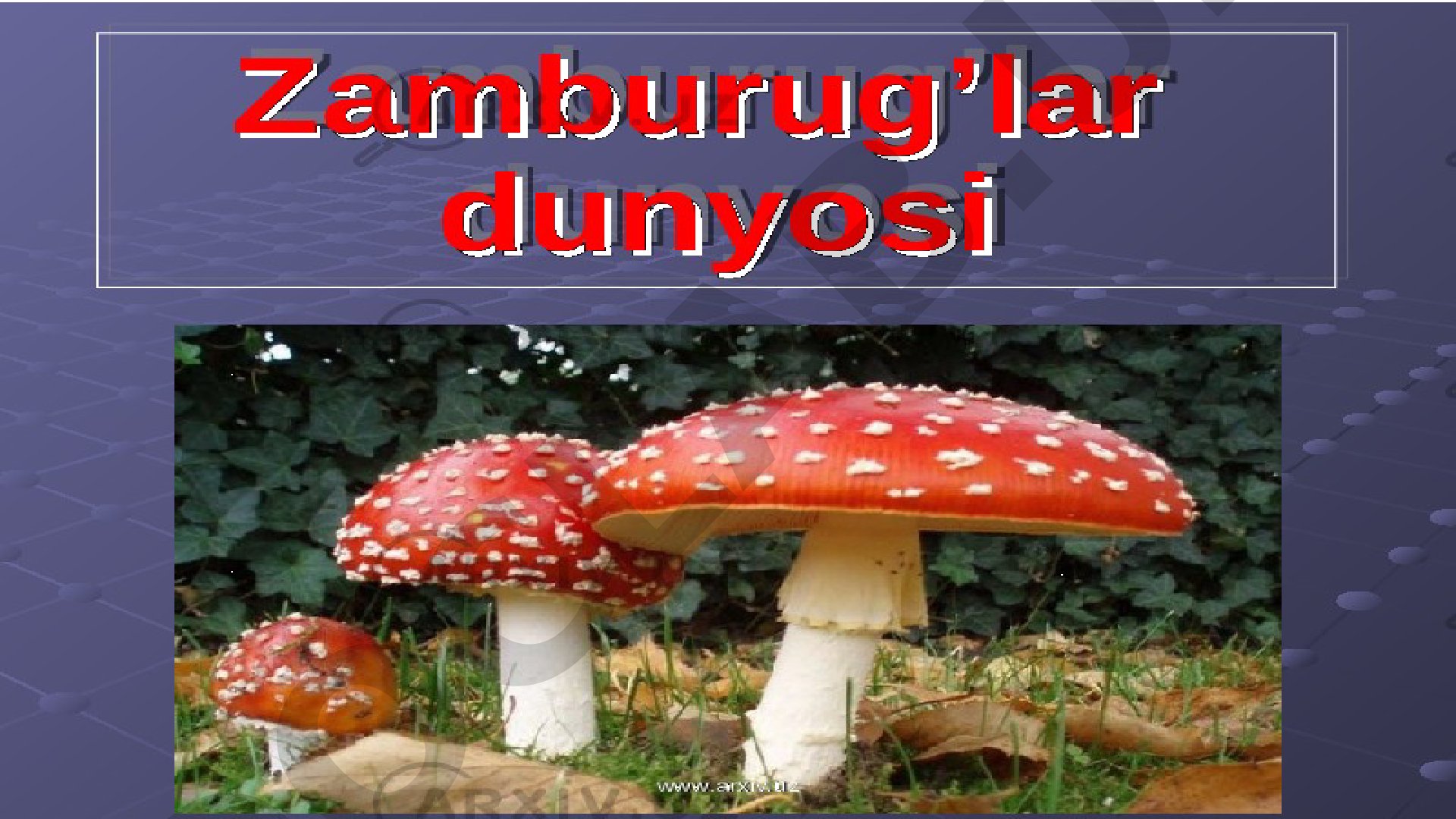 Zamburug'larning tuzilishi