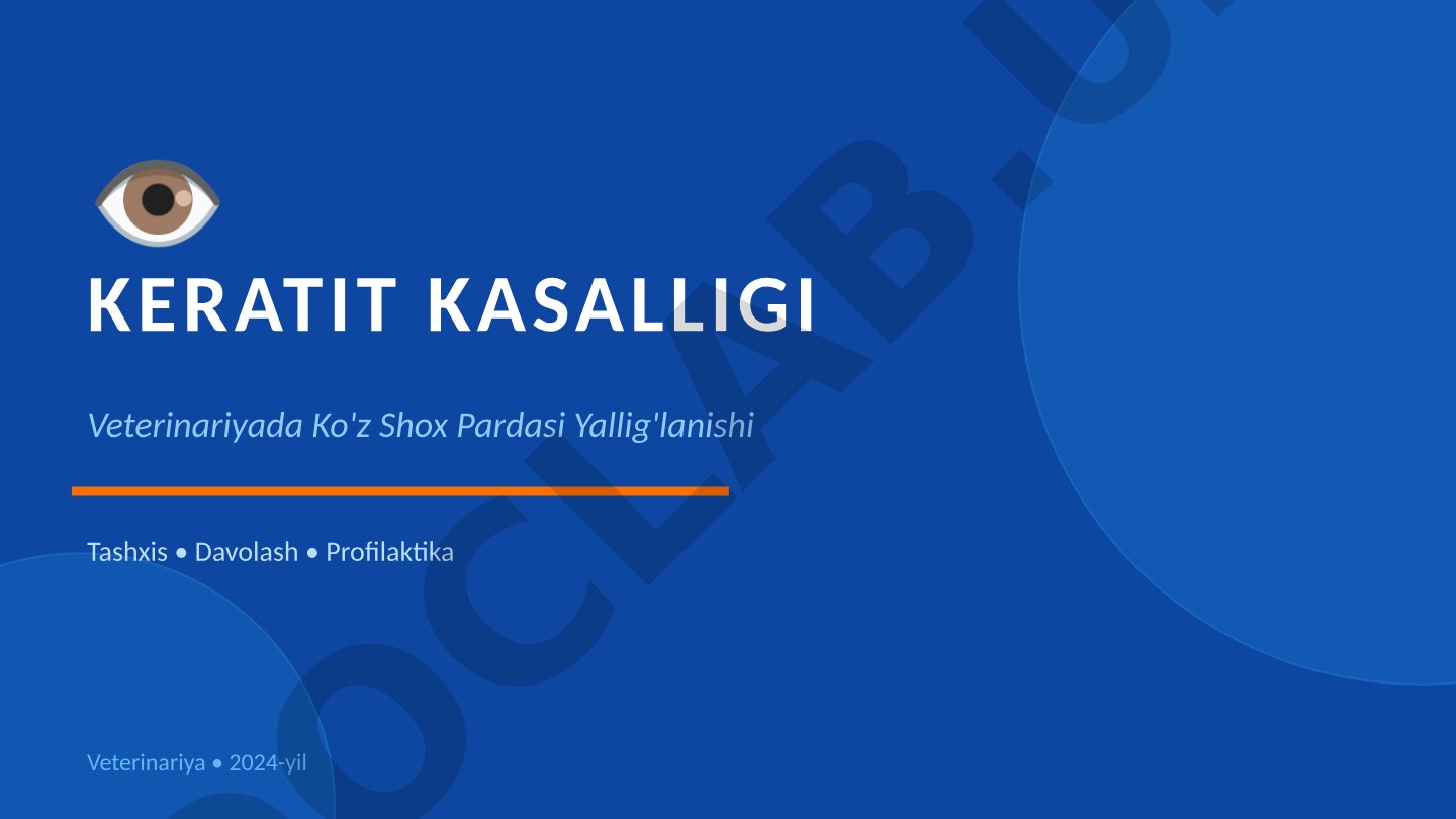Veterinariyada keratit kasalligi