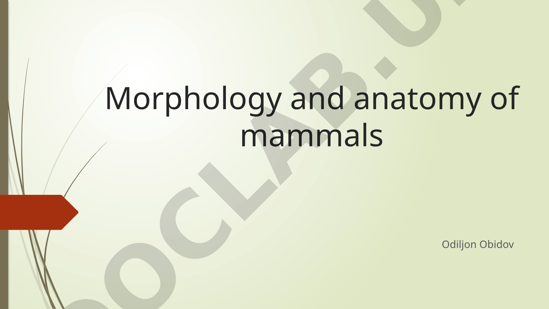 Morphology and anatomy of mammals