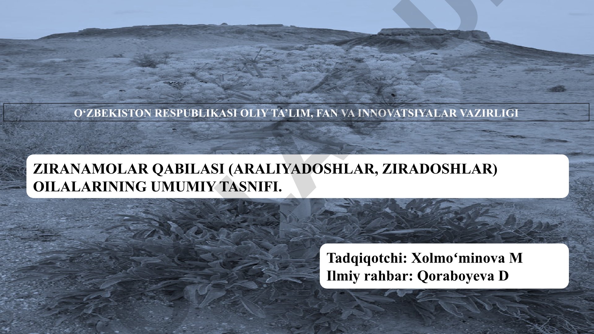 Ziranamolar qabilasi (araliyadoshlar, ziradoshlar) oilalarining umumiy tasnifi.