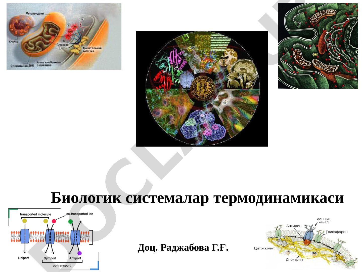 Биологик системалар термодинамикаси