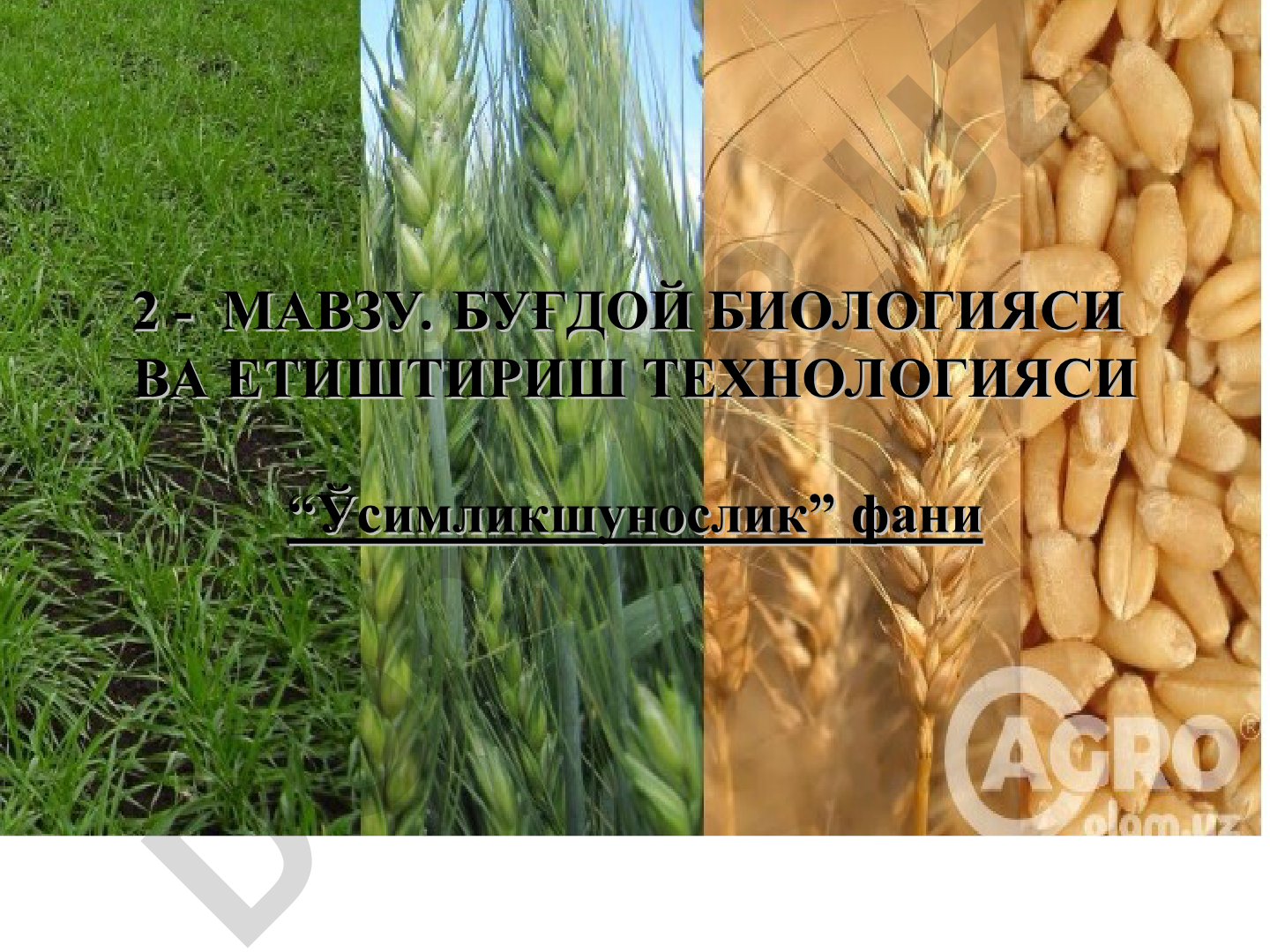 Буғдой биологияси ва етиштириш технологияси