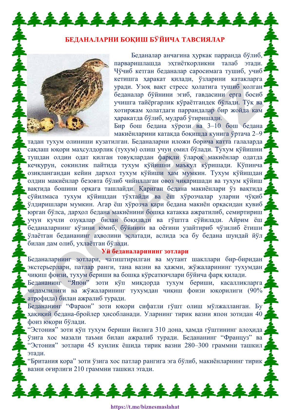 Беданаларни боқиш бўйича тавсиялар