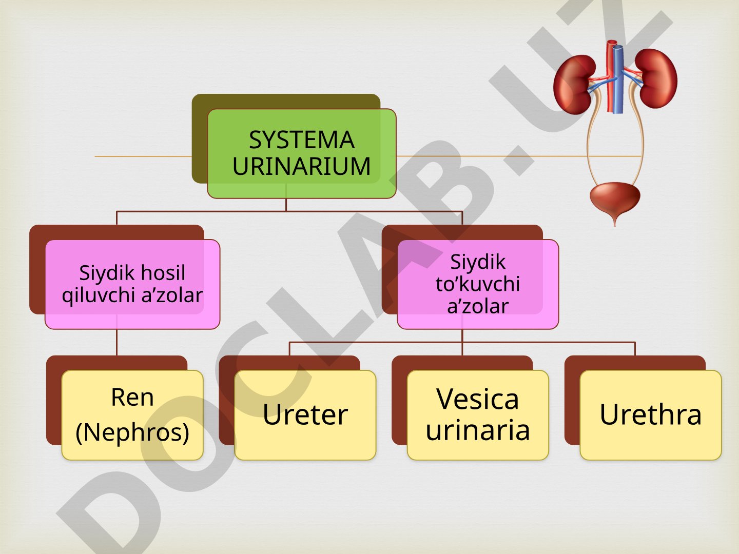 Buyrak, siydik naychasi, qovuq va siydik chiqarish yo'llarining anatomik tuzilishi