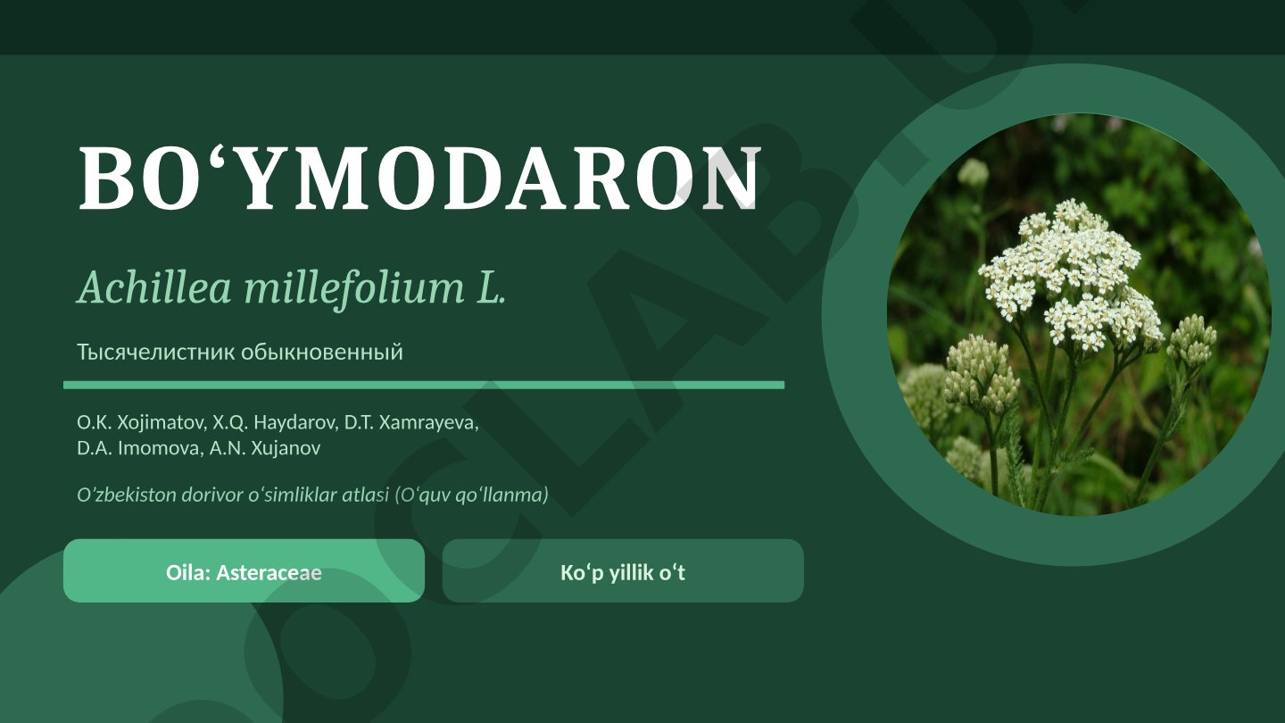 Bo‘ymodaron (Achillea millefolium) - dorivor o‘simlik