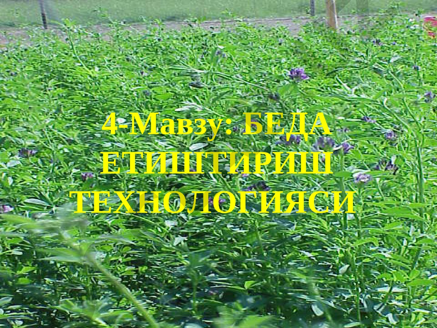 Беда етиштириш технологияси