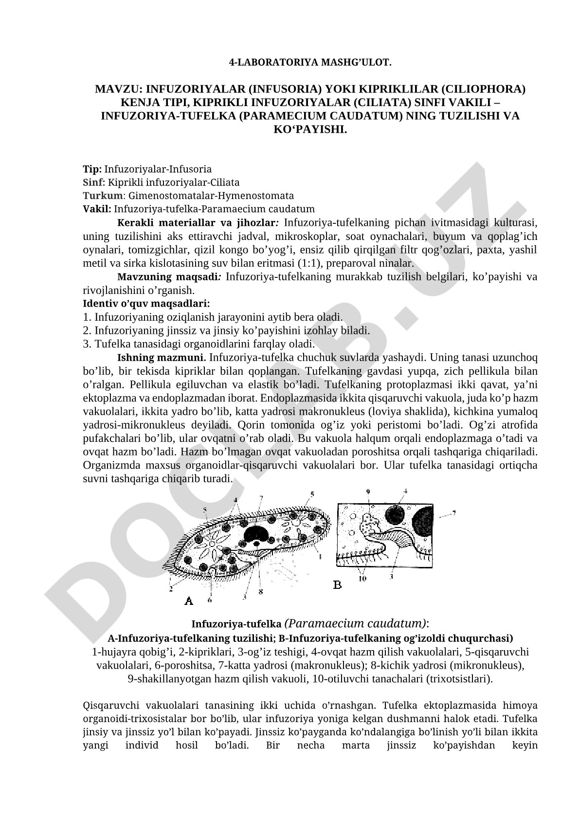 Infuzoriya-tufelka (Paramecium caudatum) ning tuzilishi va ko'payishi
