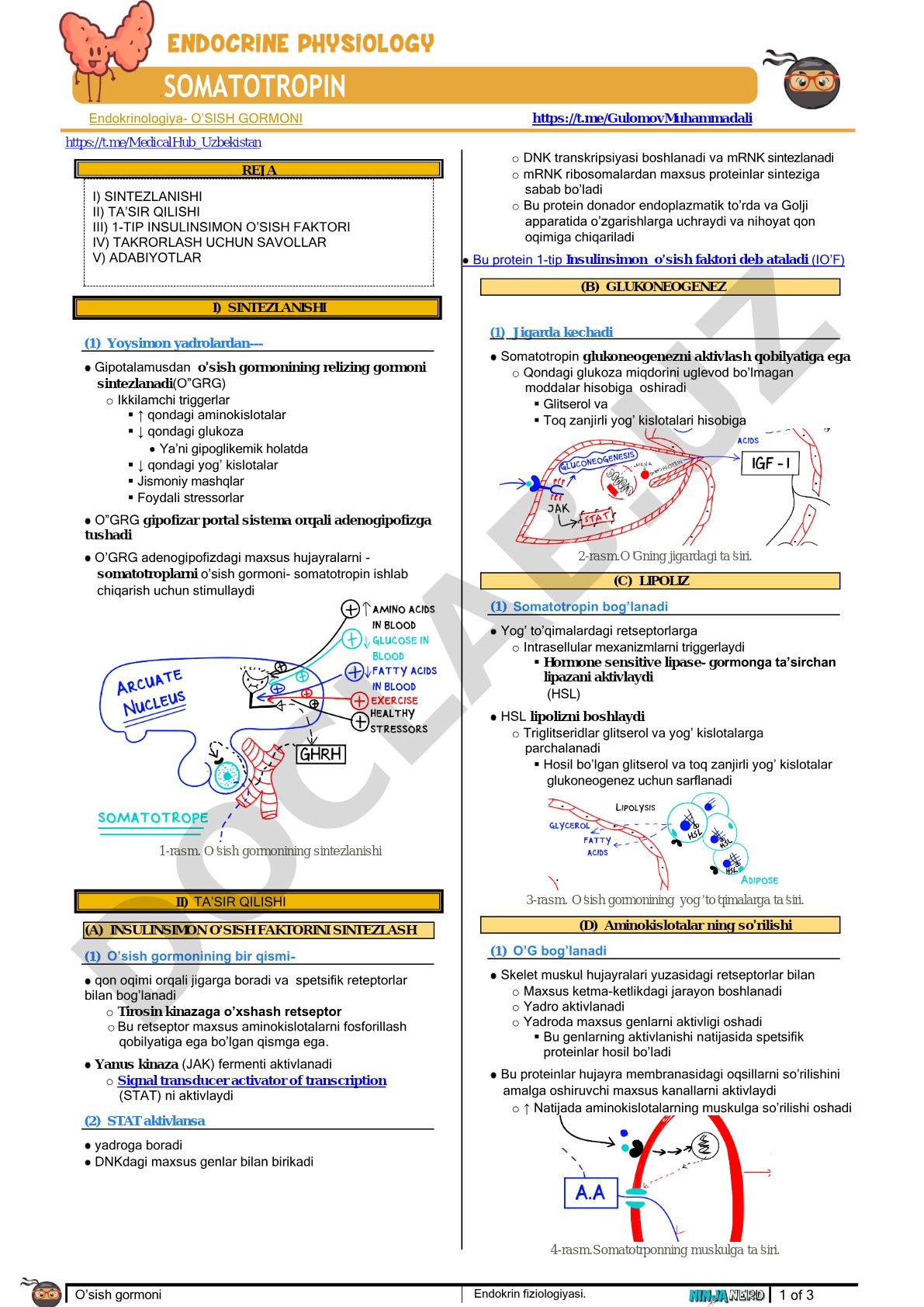 O'sish gormoni somatotropin va uning sintezlanishi