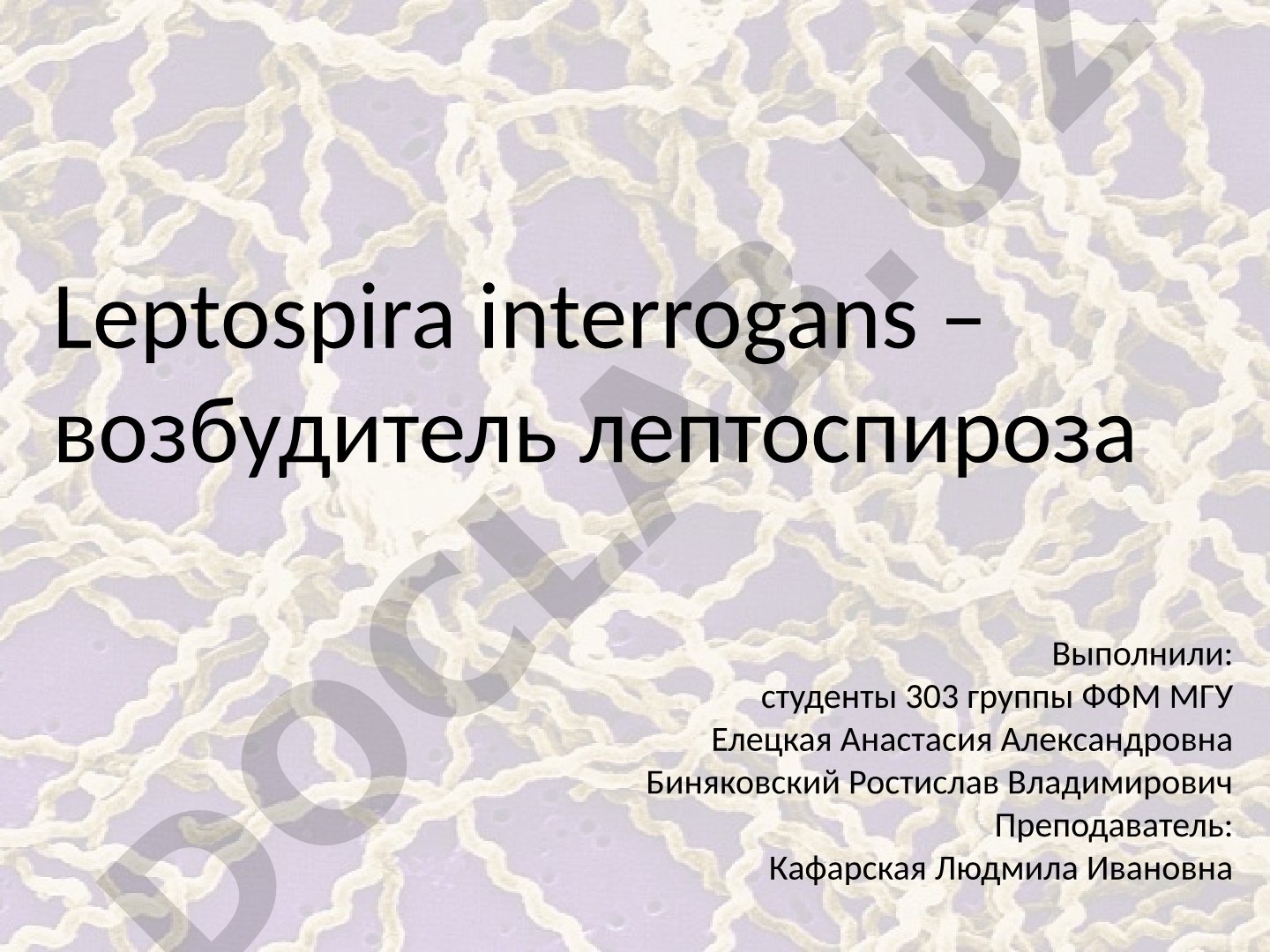 Leptospira interrogans – возбудитель лептоспироза