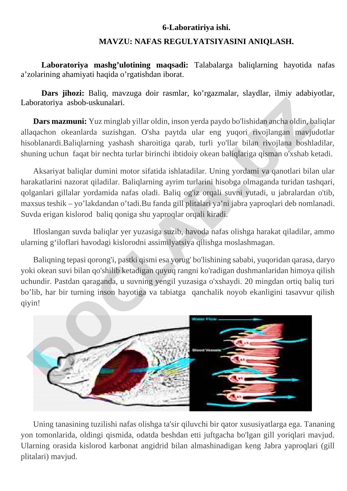 NAFAS REGULYATSIYASINI ANIQLASH