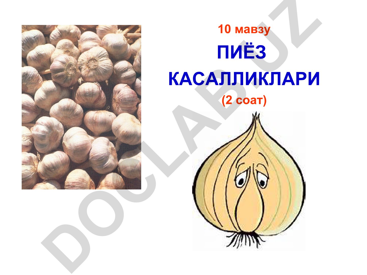Пиёз касалликлари ва саримсоқ касалликлари