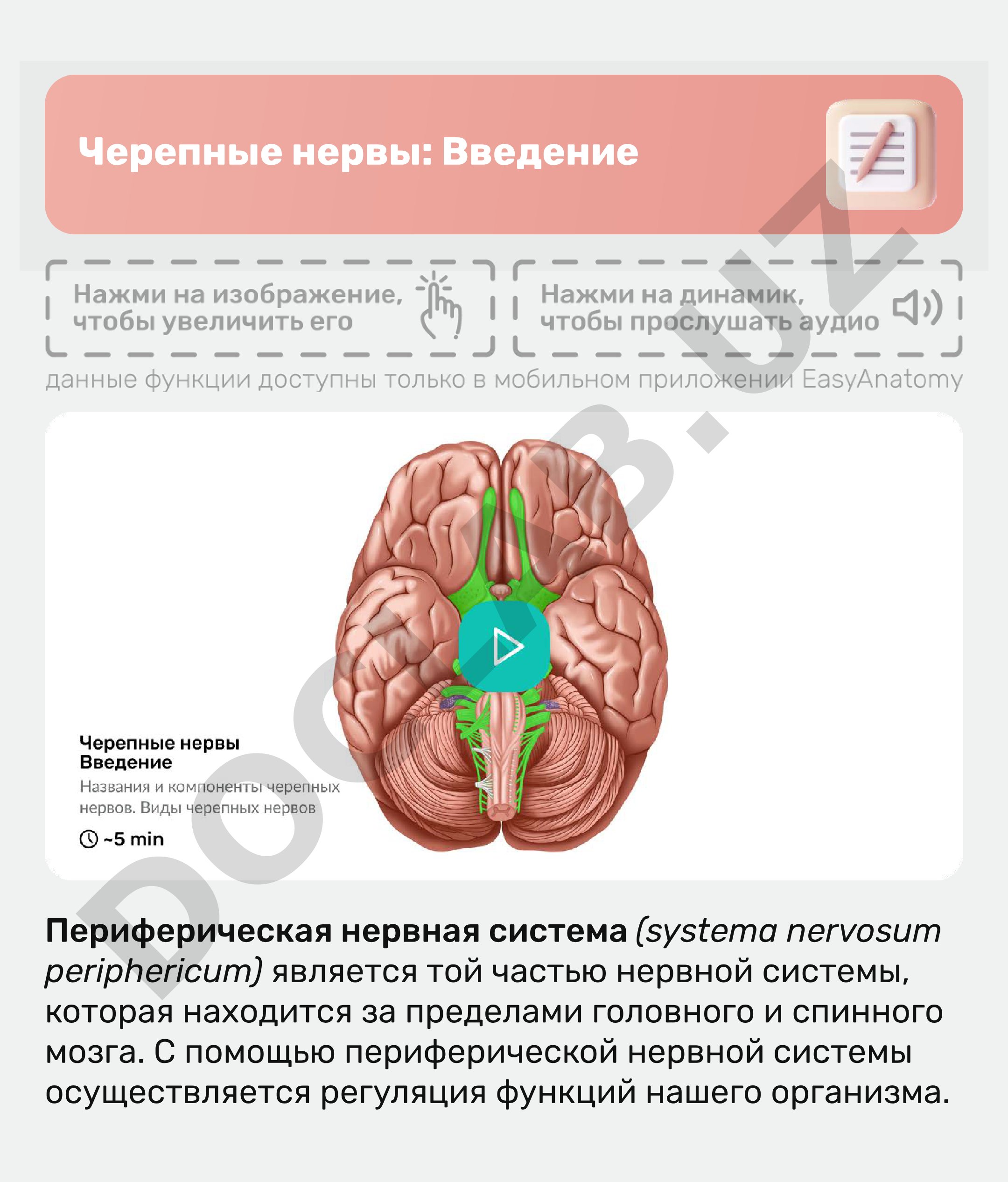 Черепные нервы: Введение