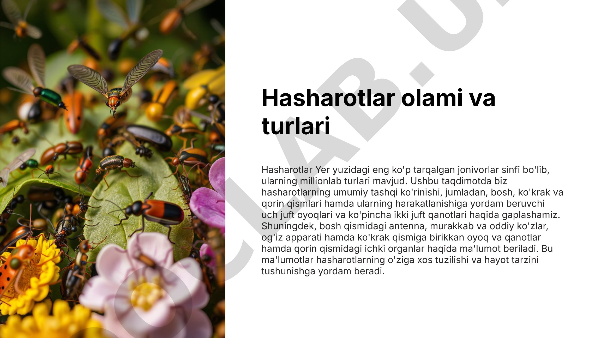 Hasharotlar olami va turlari
