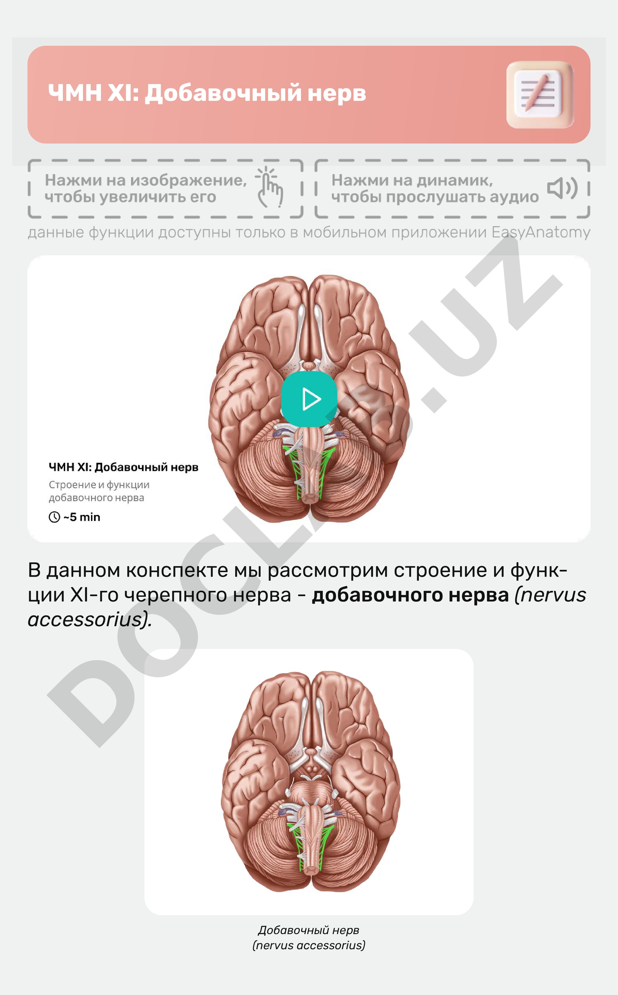 ЧМН XI: Добавочный нерв