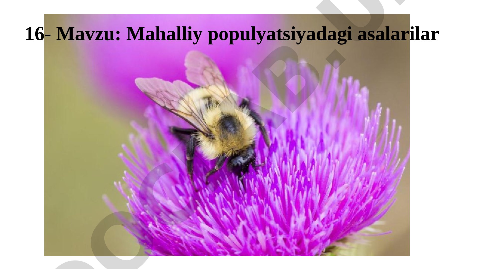 Mahalliy populyatsiyadagi asalarilar