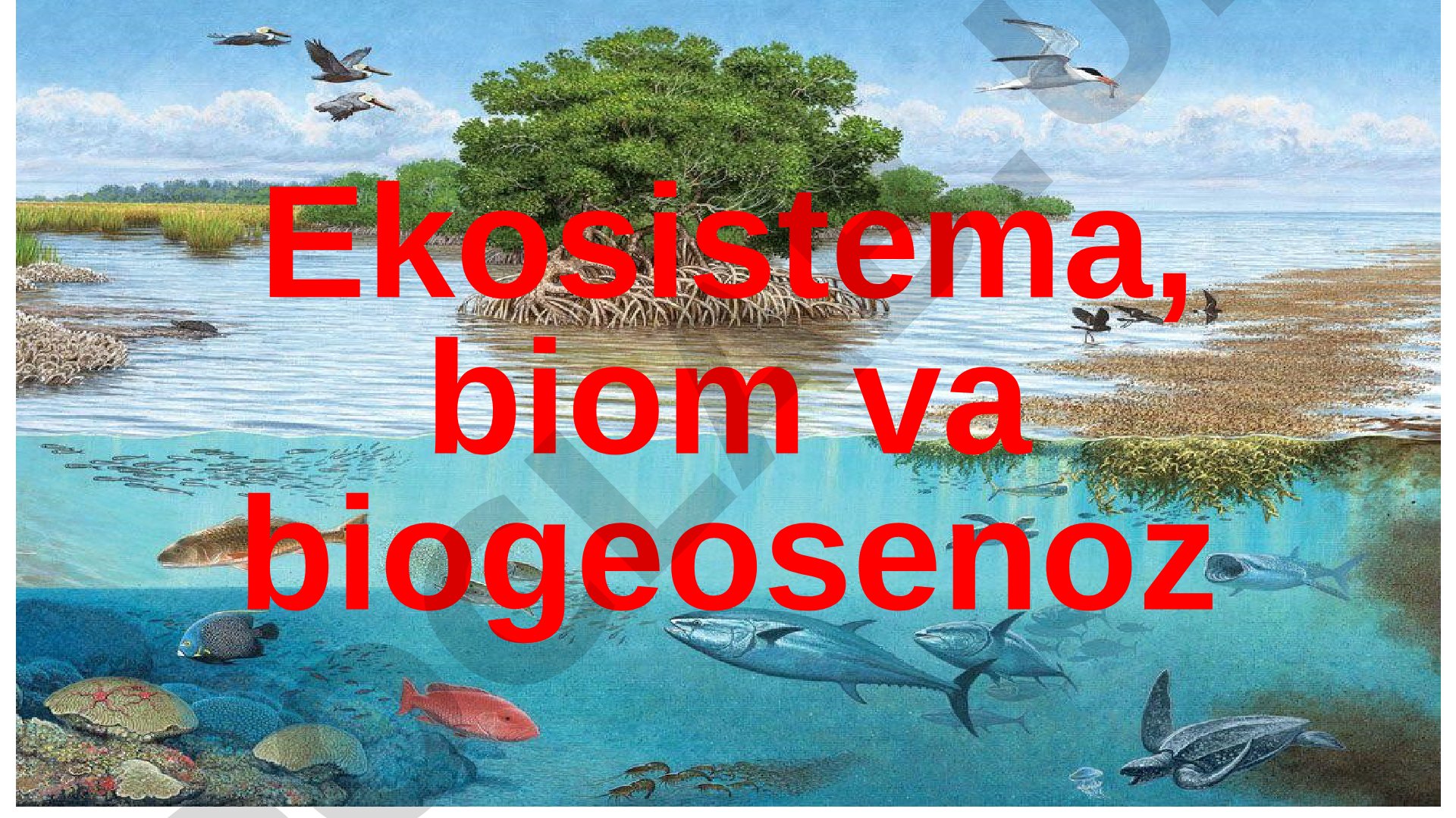 Ekosistema, biom va biogeosenoz