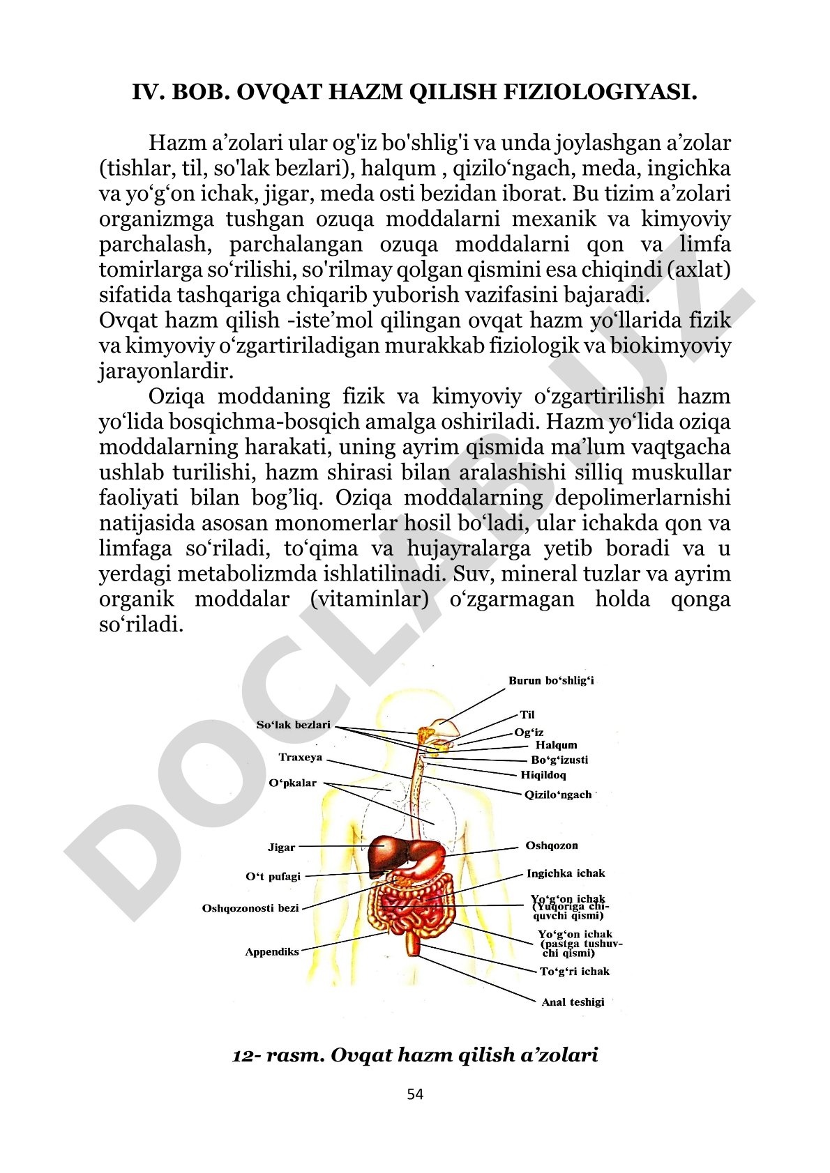 Ovqat hazm qilish fiziologiyasi
