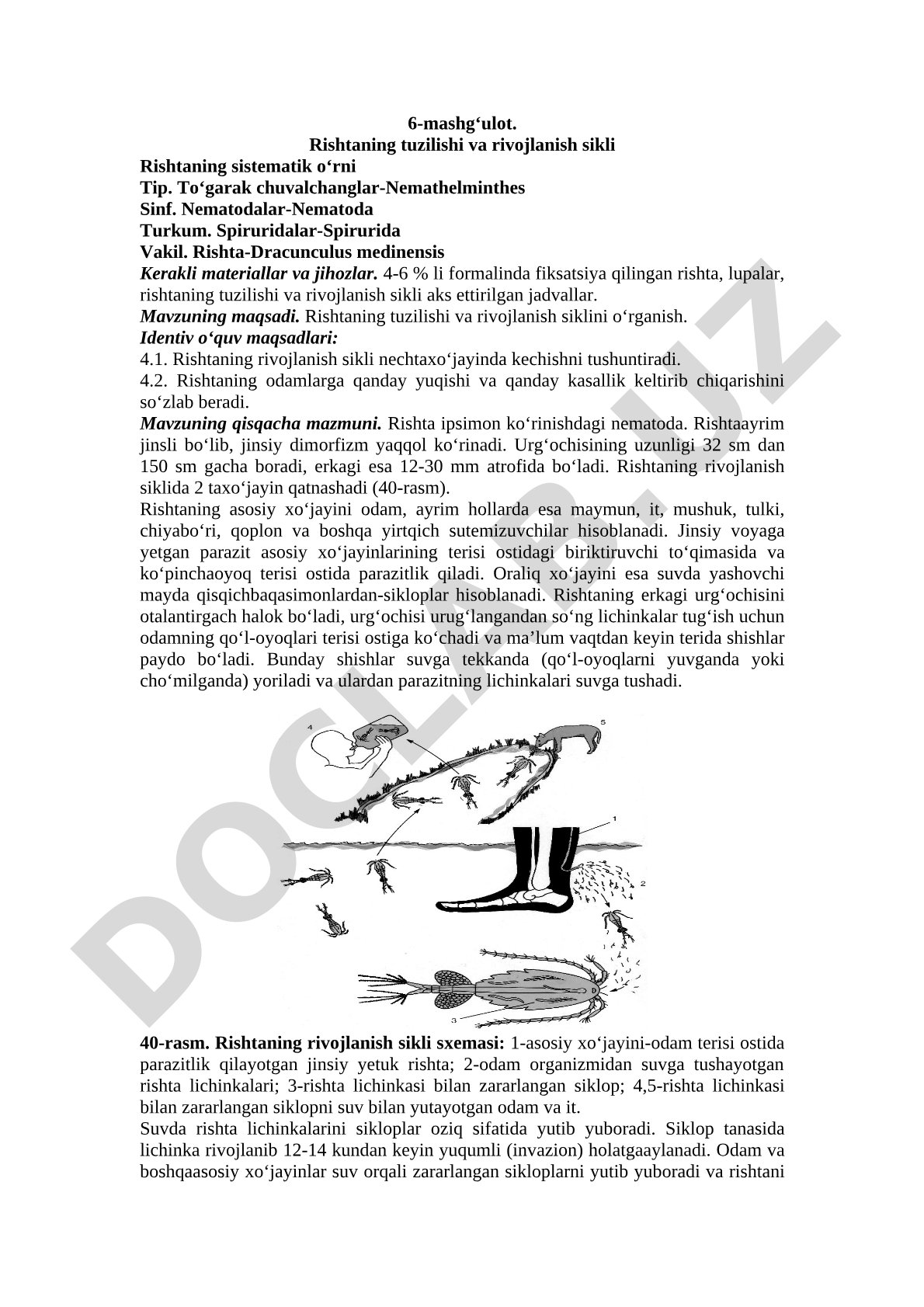 Rishtаning tuzilishi va rivojlanish sikli