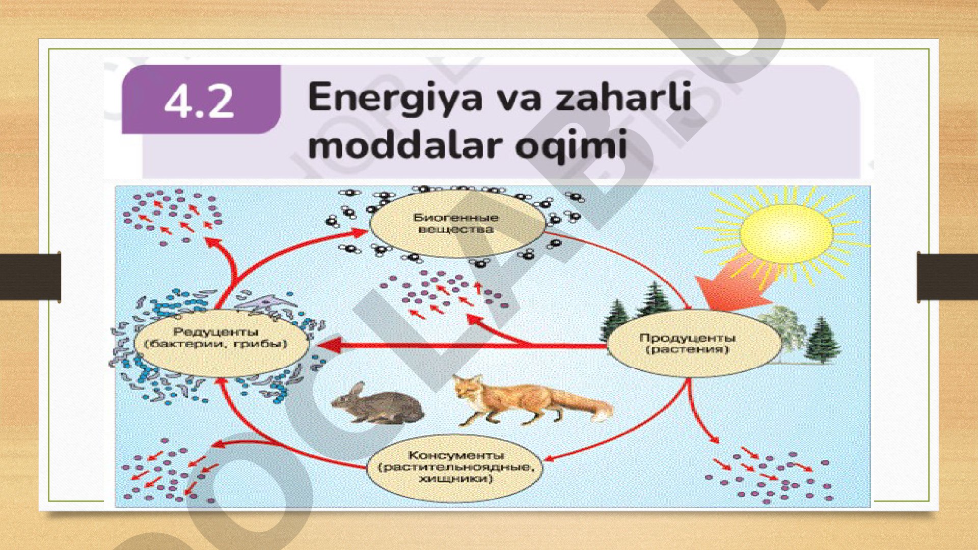 Energiya manbalari: uglevodlar, yog'lar va oqsillar