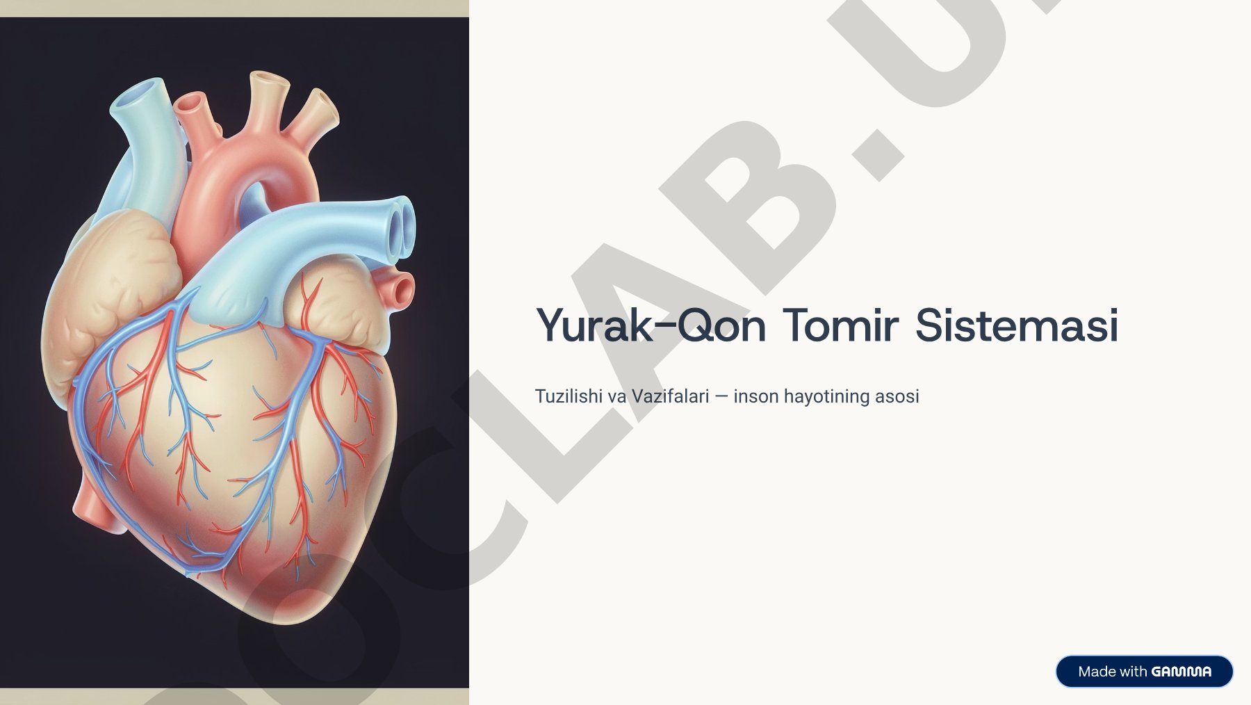 Yurak-Qon Tomir Sistemasi Tuzilishi va Vazifalari