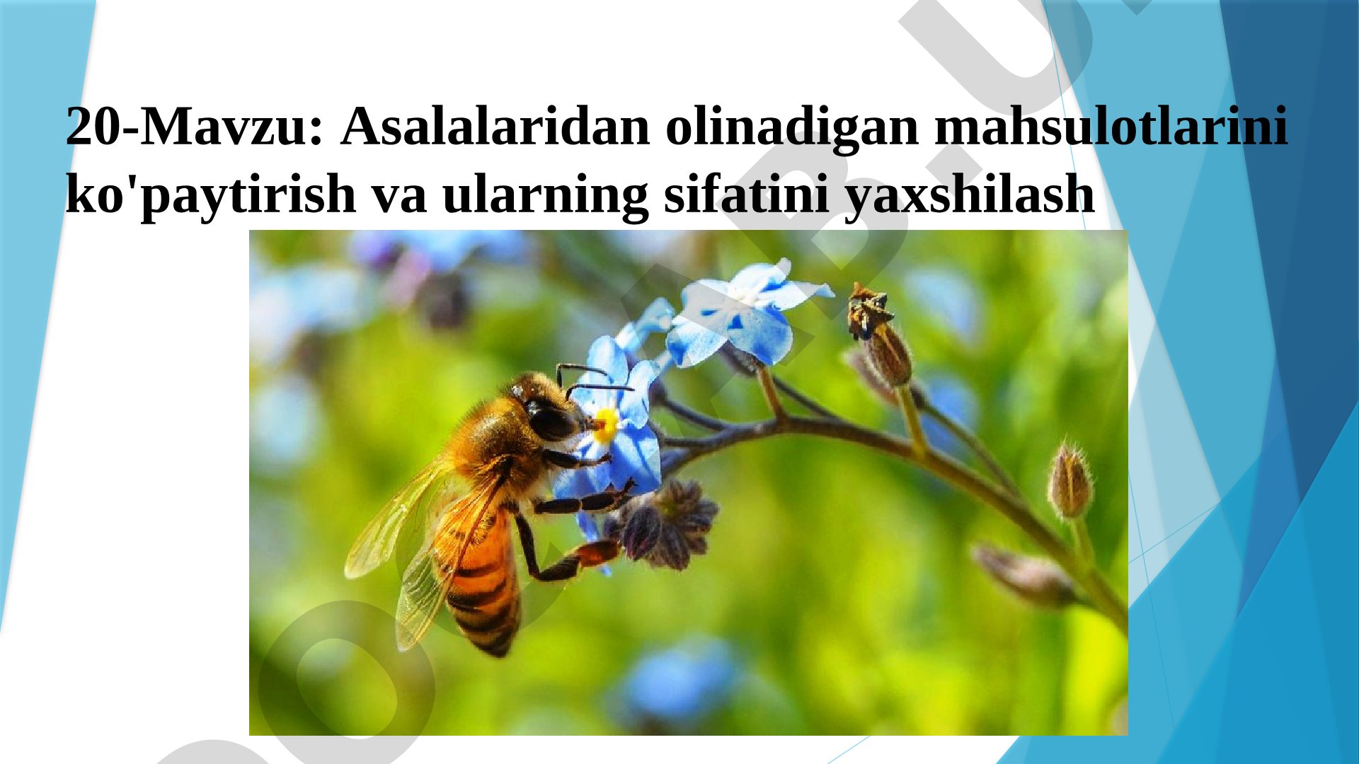 Asalalaridan olinadigan mahsulotlarini ko'paytirish va ularning sifatini yaхshilash