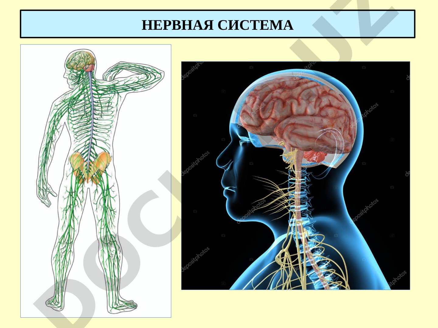 Нервная система: головной мозг