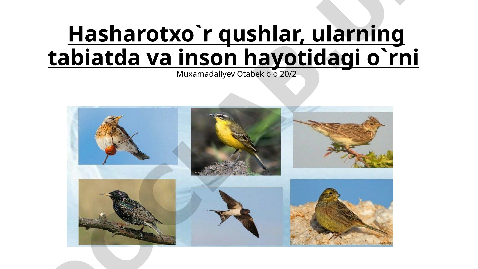 Hasharotxo'r qushlar, ularning tabiatda va inson hayotidagi o'rni