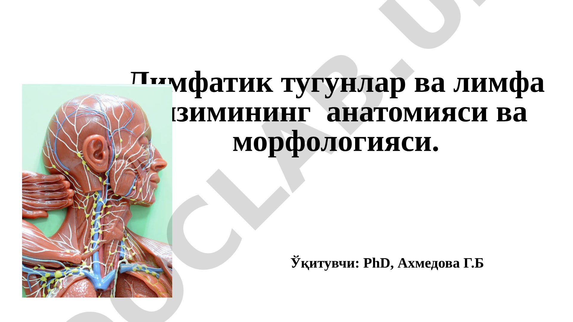 Лимфатик тугунлар ва лимфа тизимининг анатомияси ва морфологияси