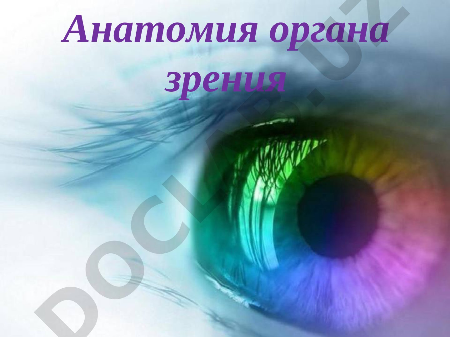 Строение глаза, факты о слезах, цвете радужки и цветовом зрении
