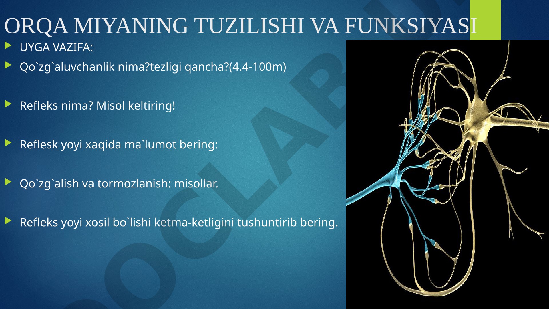 Orqa miyaning tuzilishi va funksiyasi
