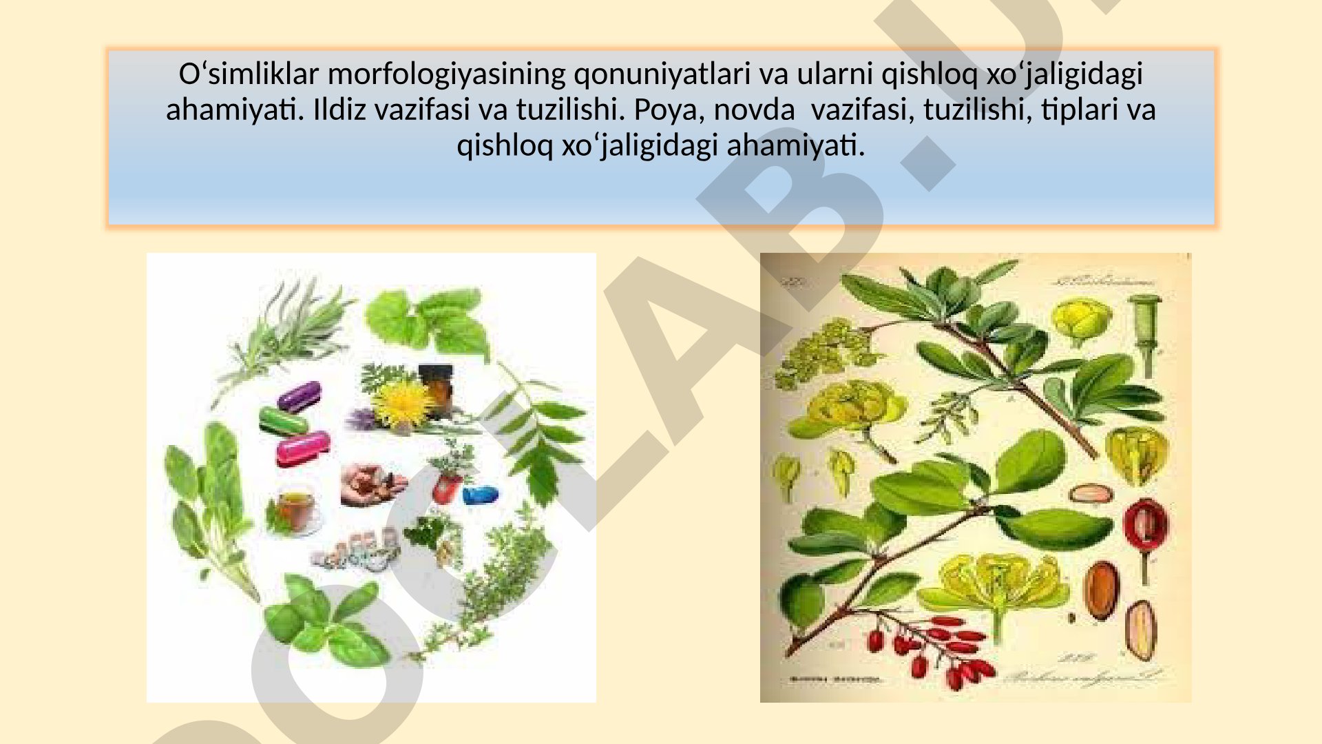 O‘simliklar morfologiyasining qonuniyatlari va ularni qishloq xo‘jaligidagi ahamiyati
