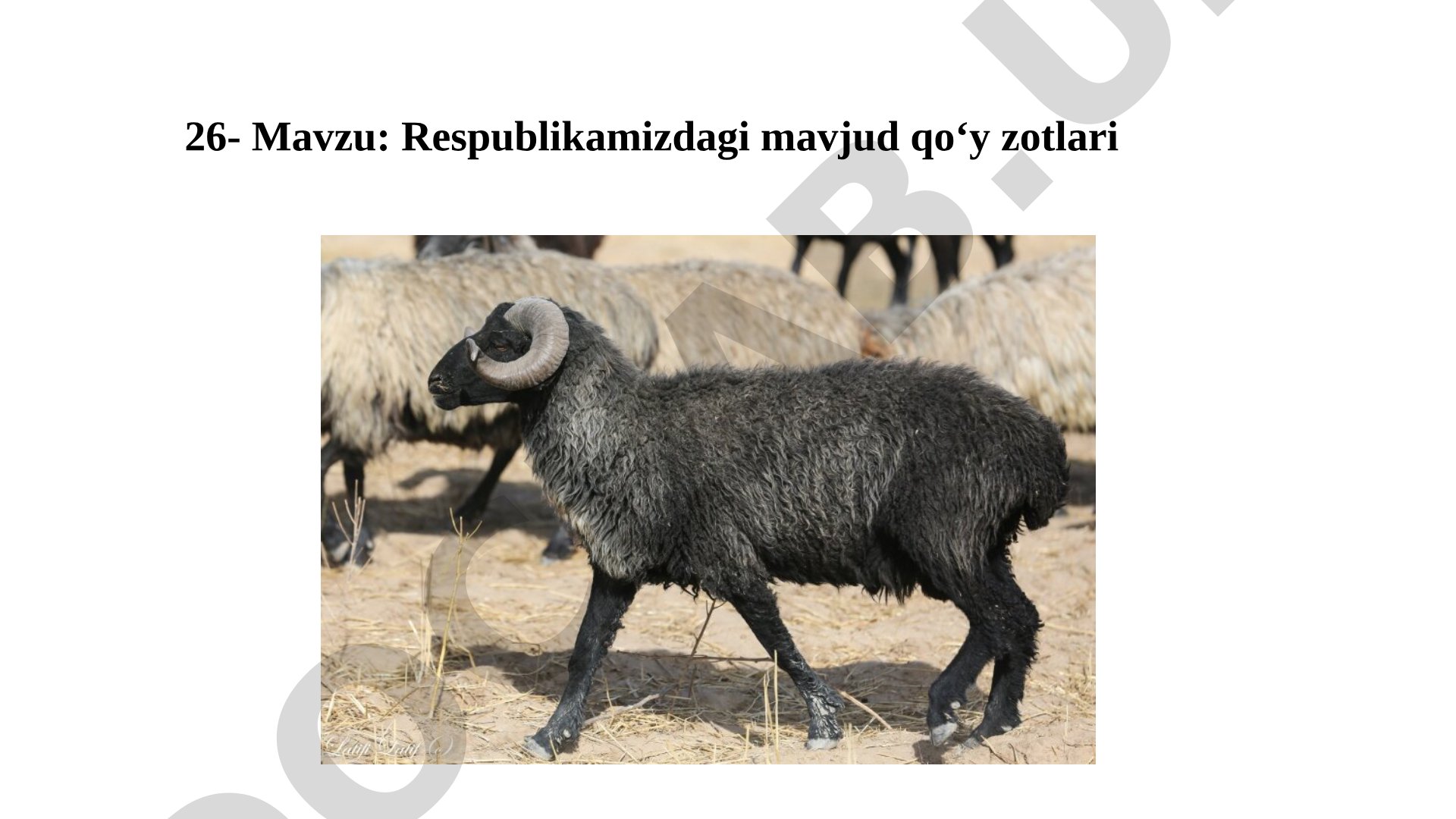 Respublikamizdagi mavjud qoʻy zotlari