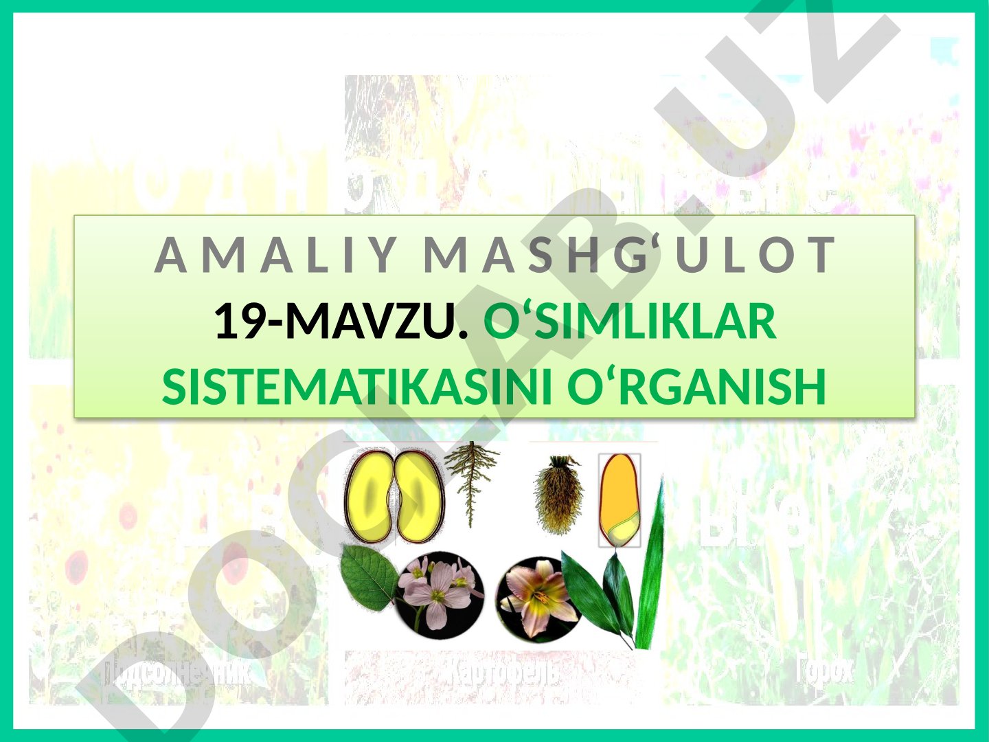 O‘simliklar sistematikasini o‘rganish