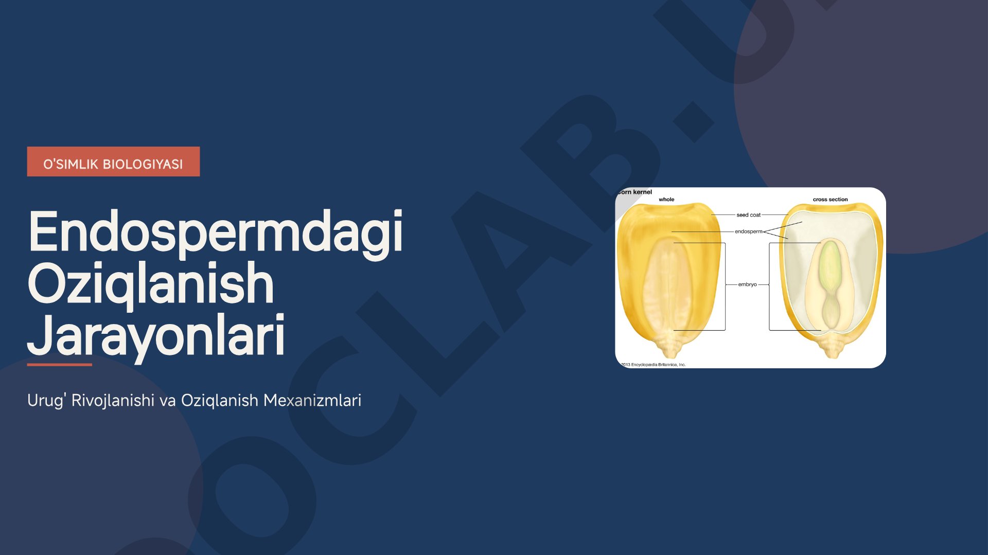 O'simlik biologiyasi: Endospermdagi oziqlanish jarayonlari