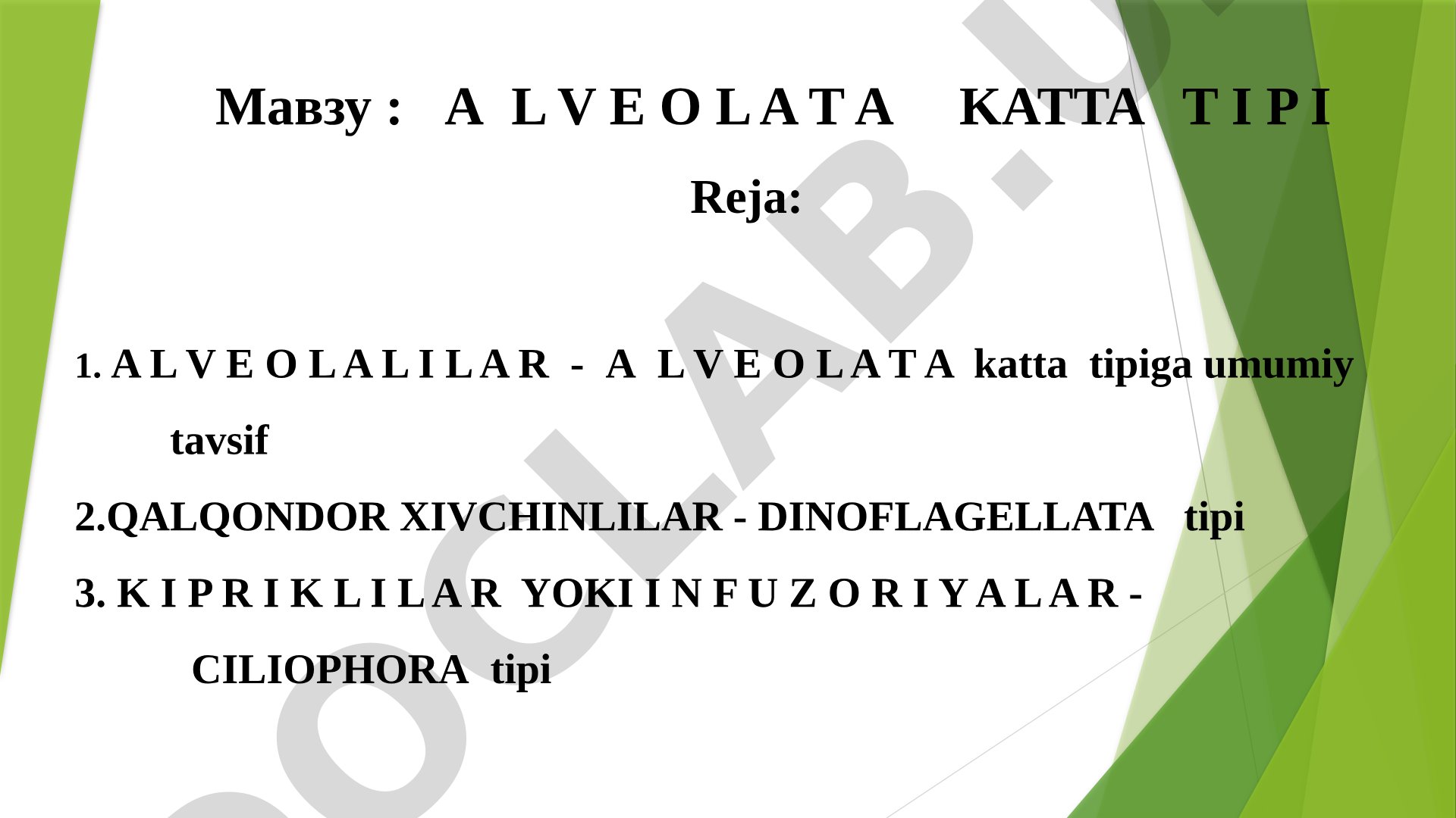 Alveolata katta tipi