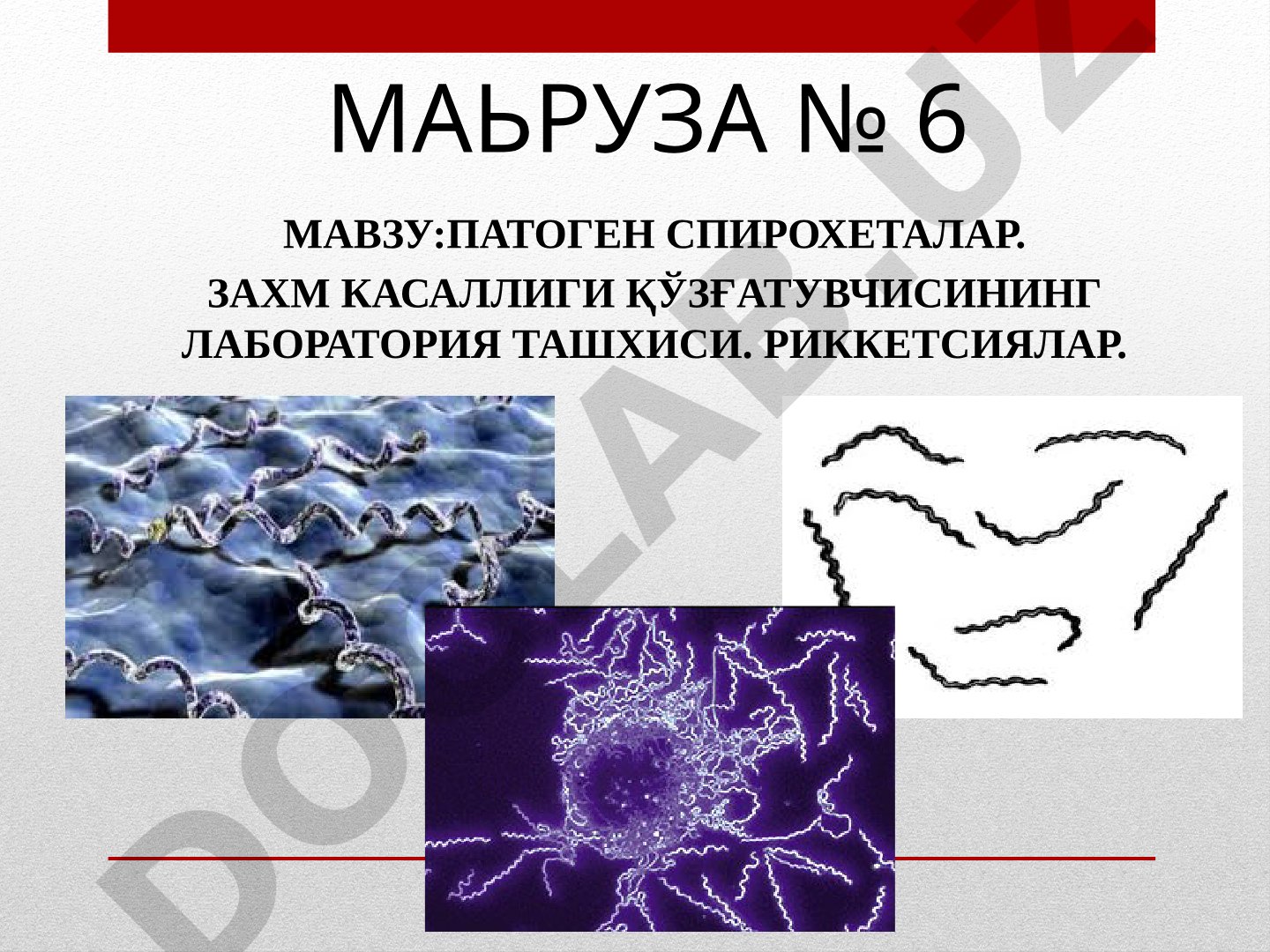 Патоген спирохеталар. Захм касаллиги қўзғатувчисининг лаборатория ташхиси. Риккетсиялар