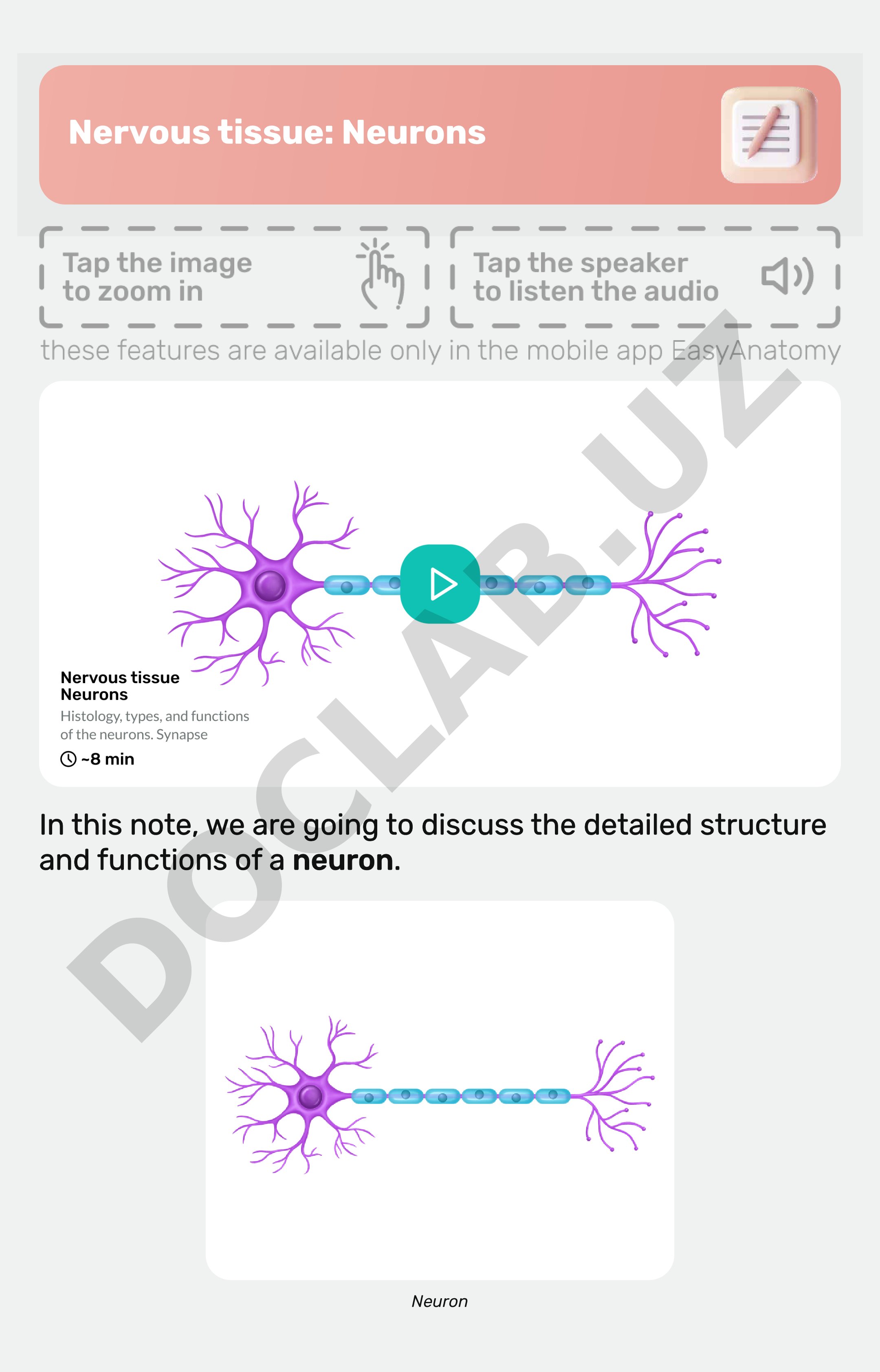 Nervous tissue: Neurons