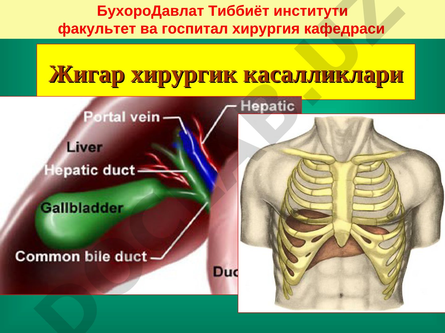 Жигар хирургик касалликлари