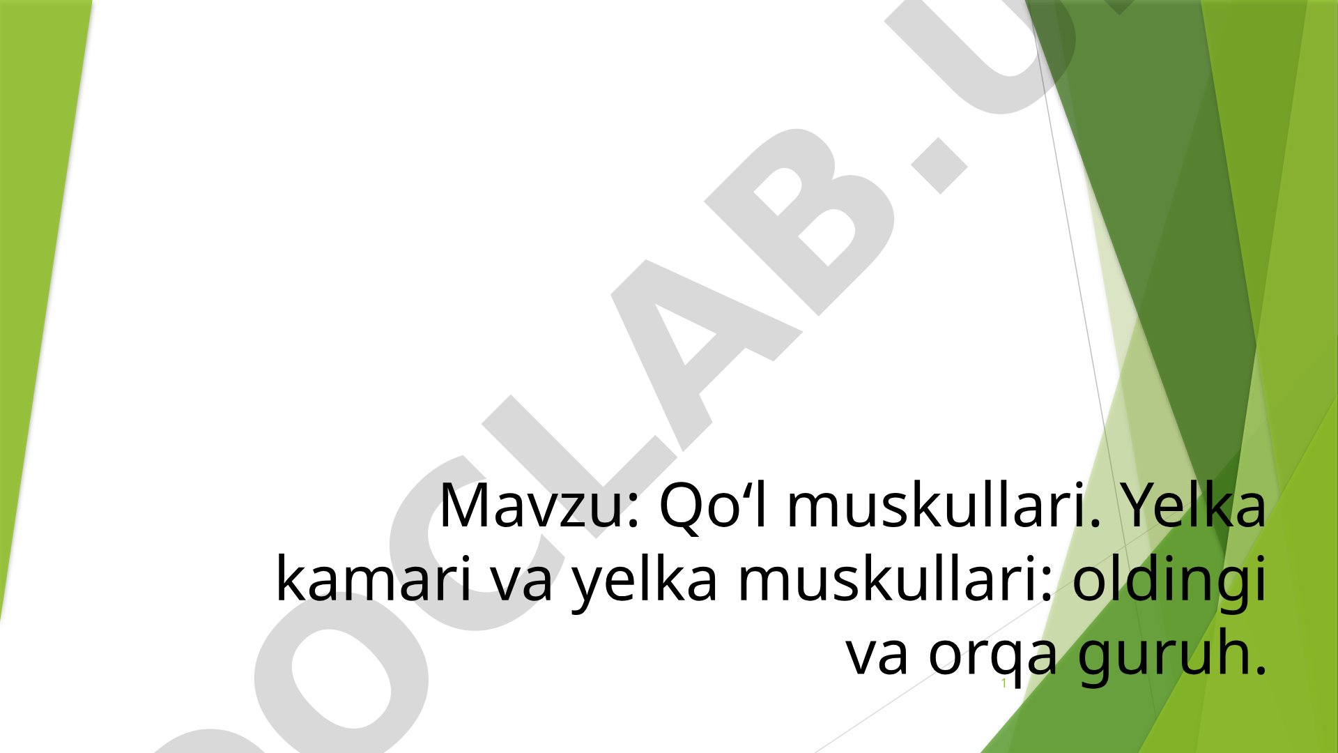 Qo‘l muskullari. Yelka kamari va yelka muskullari: oldingi va orqa guruh.