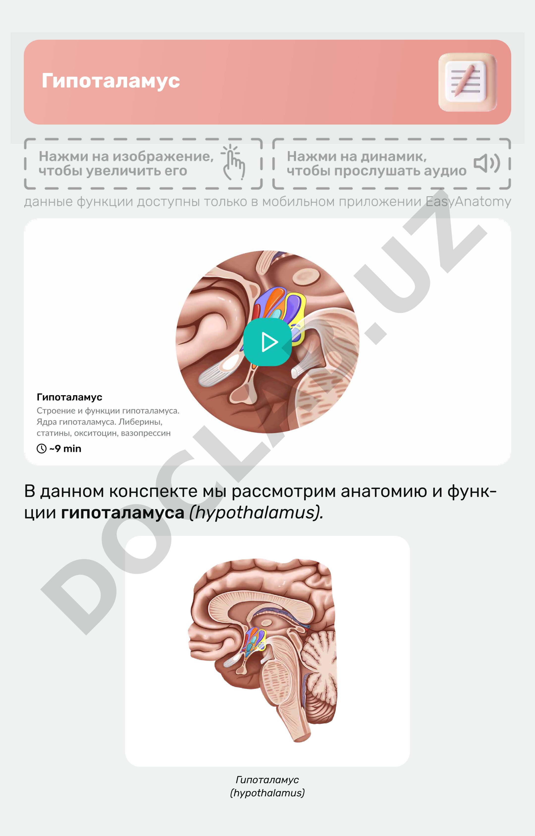 Гипоталамус