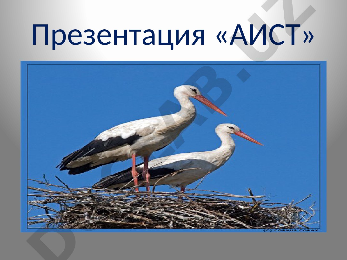 Аист - символ счастья