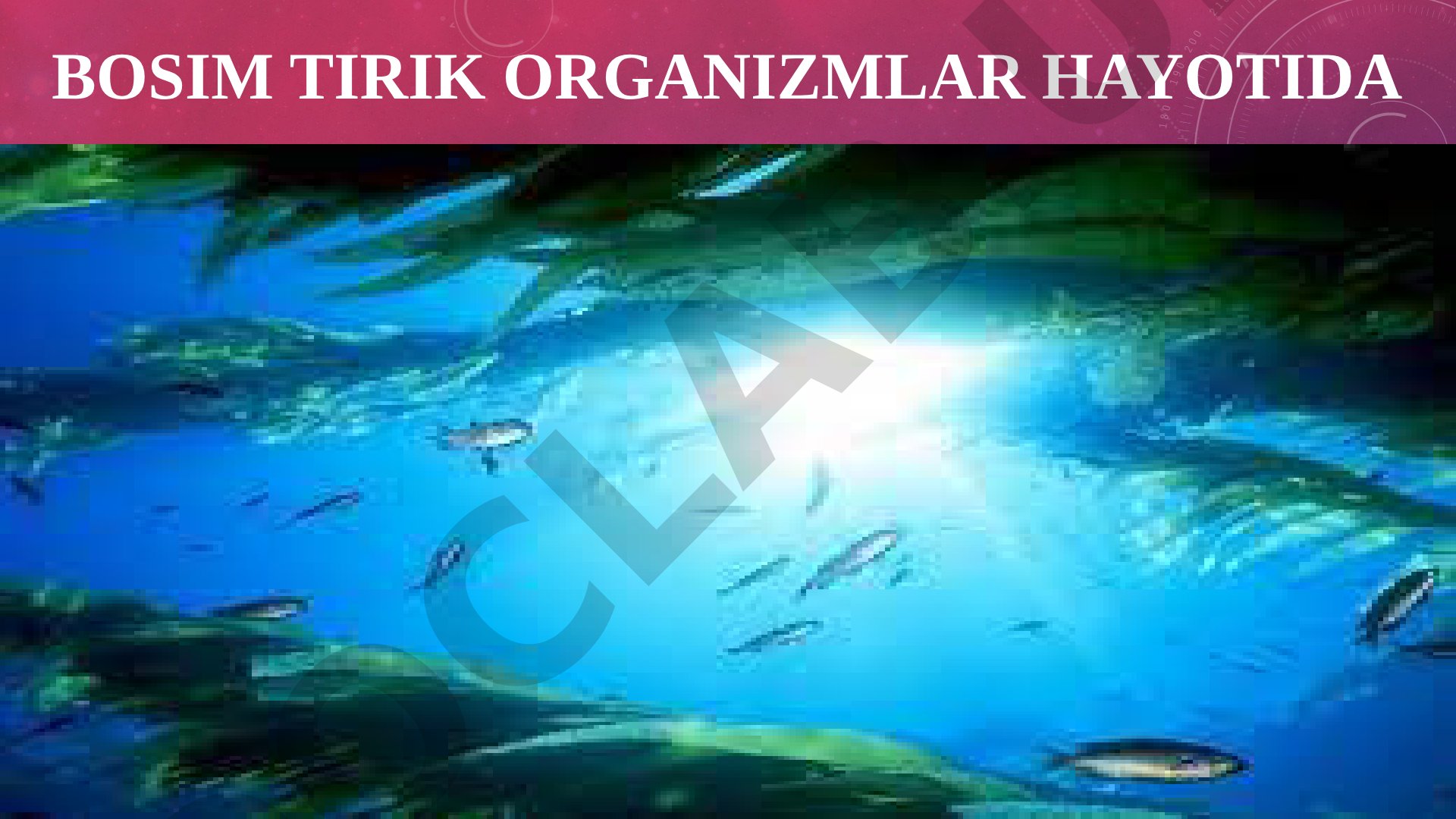 BOSIM TIRIK ORGANIZMLAR HAYOTIDA