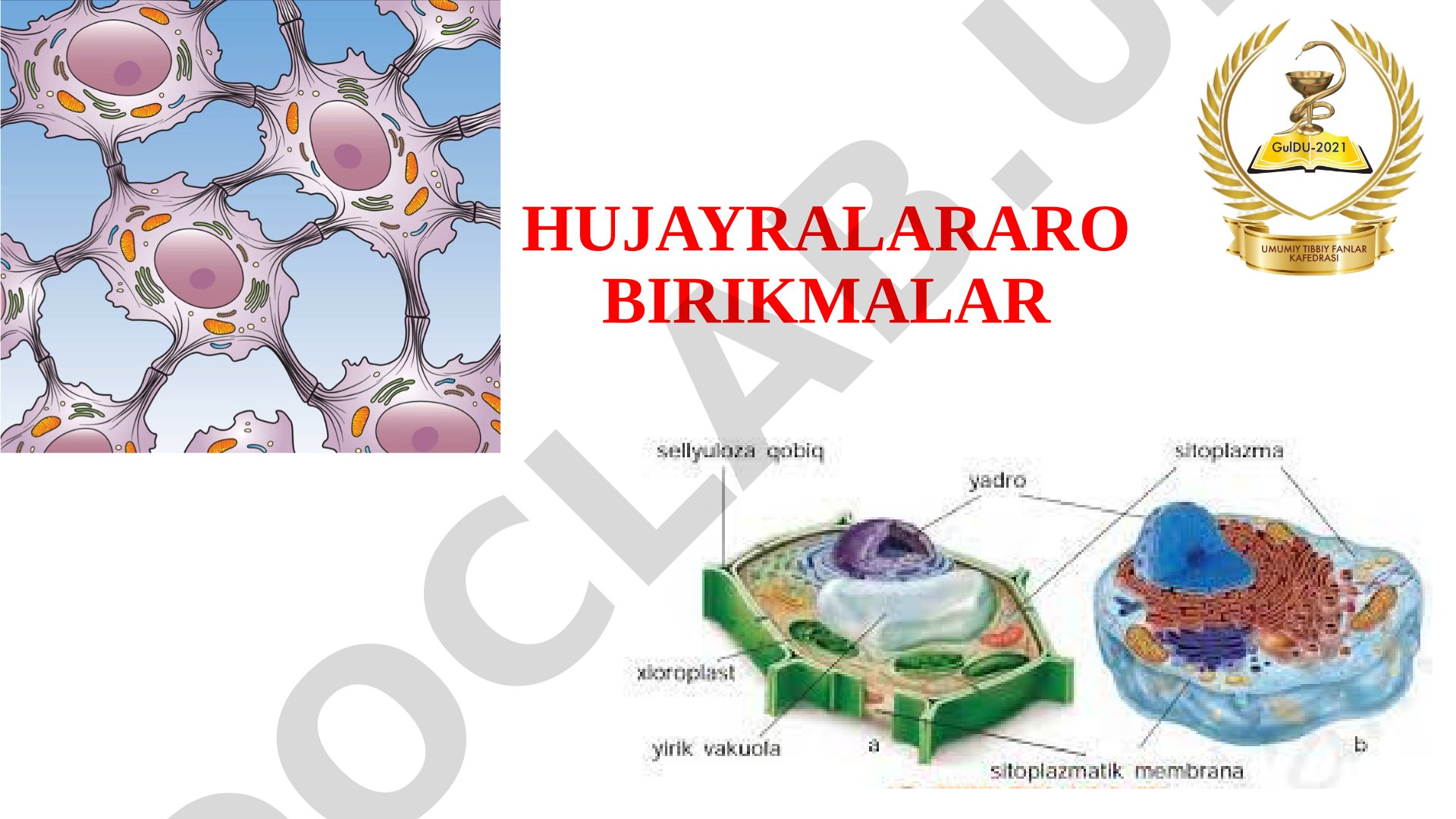 Hujayralararo birikmalar va plazmodesmata