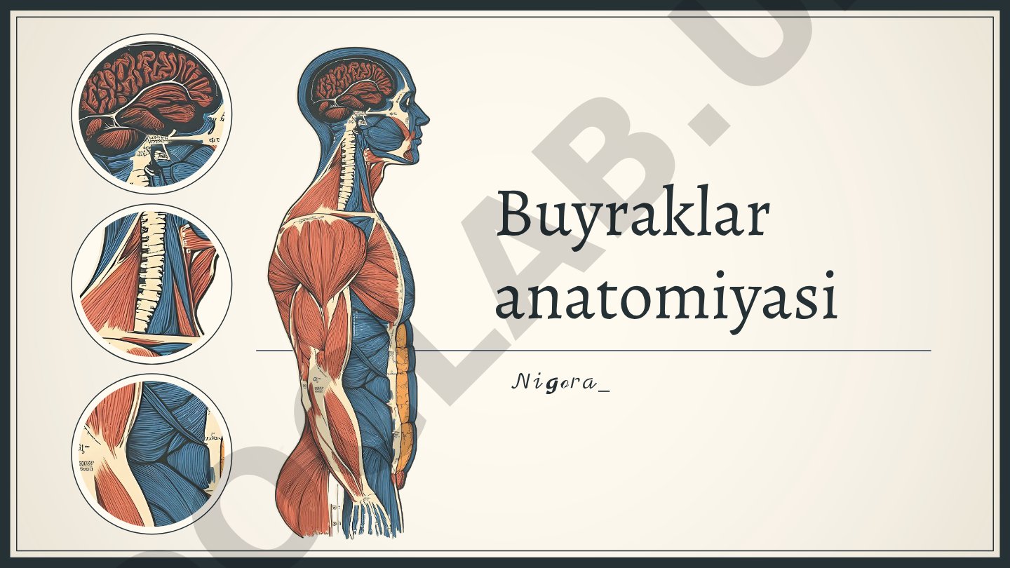 Buyraklar anatomiyasi va funktsiyalari