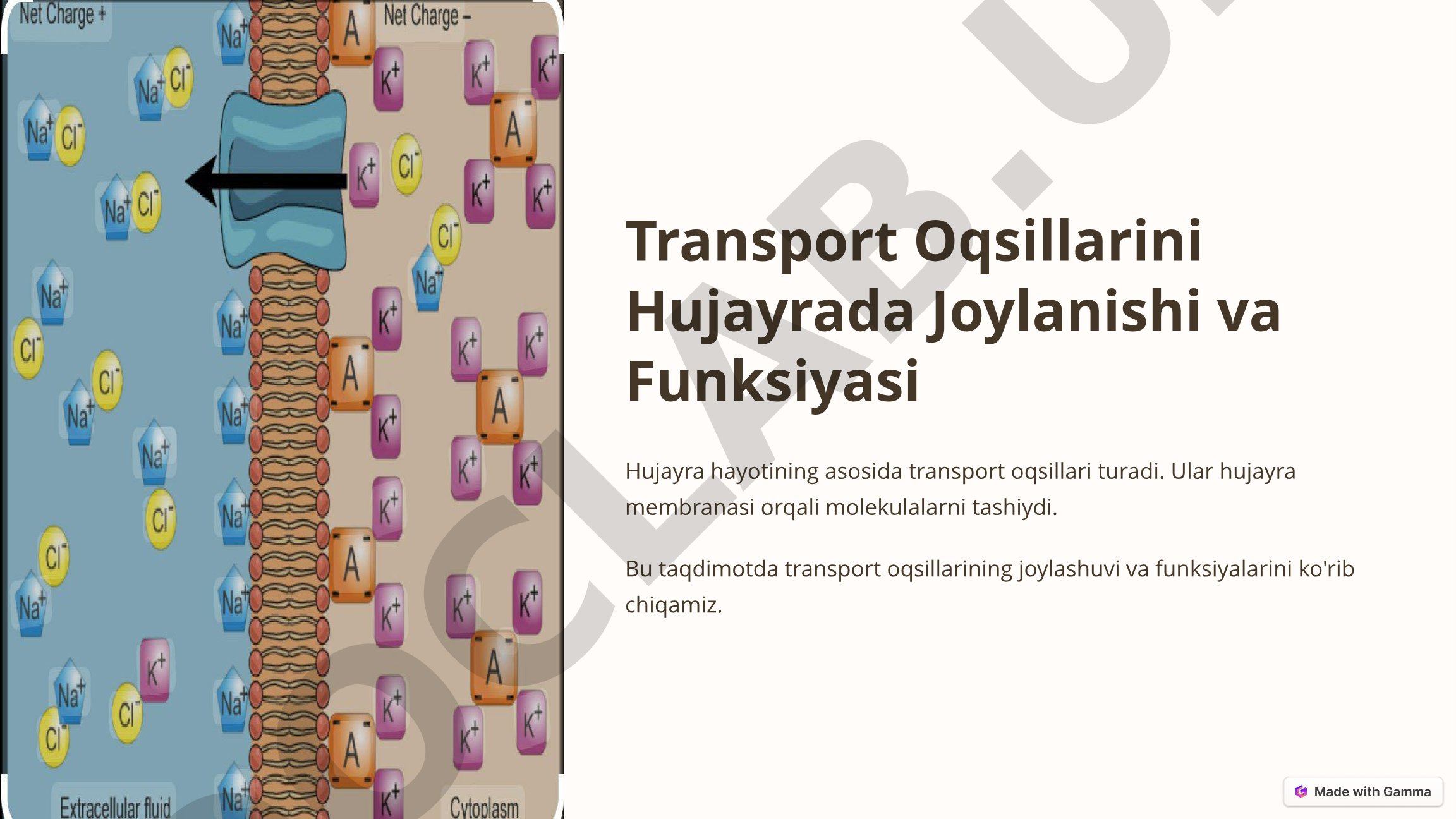Transport Oqsillarini Hujayrada Joylanishi va Funksiyasi